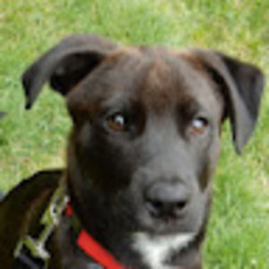 Meet your Posher, Elsa